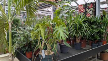 Gartenhandel verzeichnet erstmals Plus in 2025