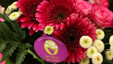 Faire Blumen und Pflanzen