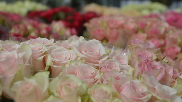 Unter denen, die zum Valentinstag schenken, bleiben Blumen und Pflanzen weiterhin beliebt.&nbsp;