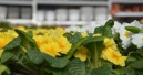 Markt für Blumen und Zierpflanzen ist geschrumpft