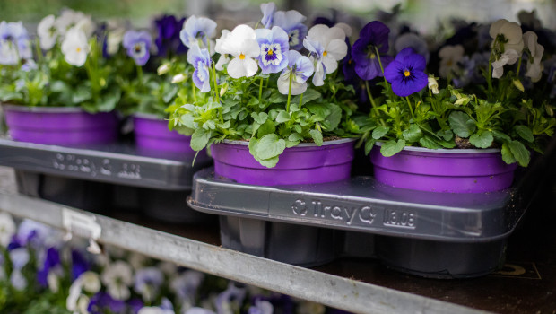 Landgard will mit TrayC dazu beitragen, den Einsatz von Kunststoffen in der Grünen Branche zu senken.&nbsp;