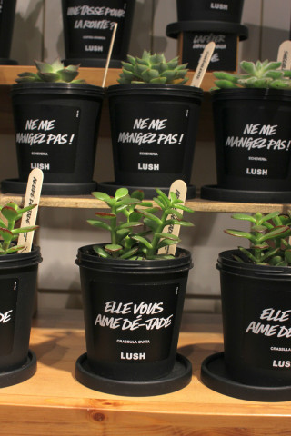 Die Töpfe werden aus Pötten von Pflegeprodukten recycelt, aus deren Deckel werdne Untersetzer.