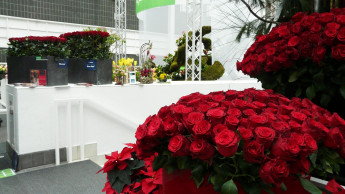 Mit Rosen  im Herzen