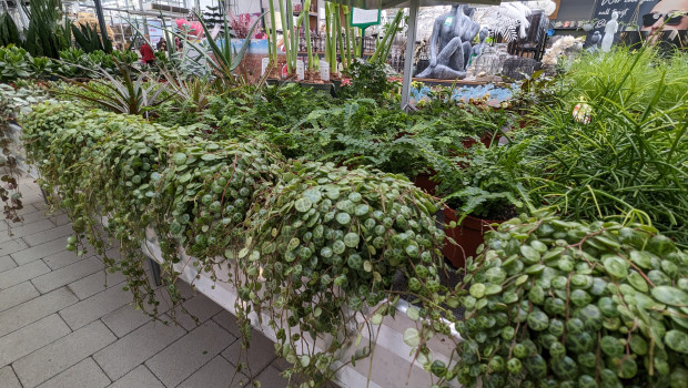 Im April haben die Gartencenter ihre Vorjahreszahlen real nicht übertreffen können.