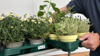 ZVG schließt sich Euro Plant Tray an