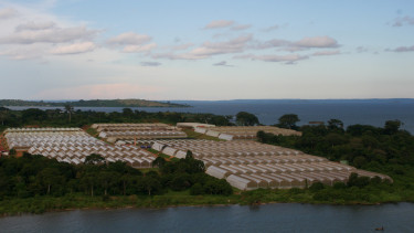 Selecta One übernimmt Stecklingsfarm in Uganda