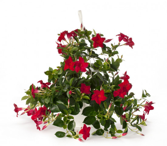 Dipladenia (Mandevilla)