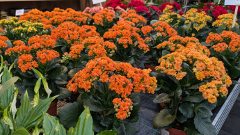 Gartenhandel verzeichnet nominales Plus Gartenhandel verzeichnet nominales Plus