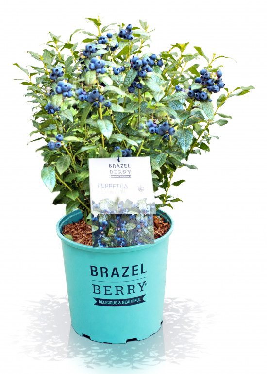 zu Jeddeloh, BrazelBerry zu Jeddeloh, BrazelBerry