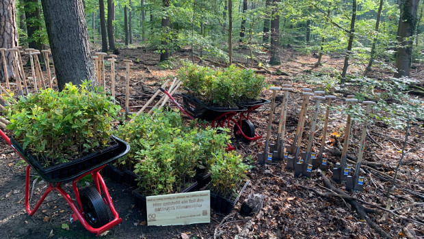 Die Traubeneichen kamen im Revier Dachsberg im Berliner Grunewald in den Boden.&nbsp;