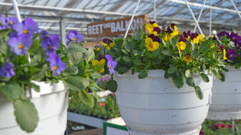 Gegen den Corona-Blues Gegen den Corona-Blues