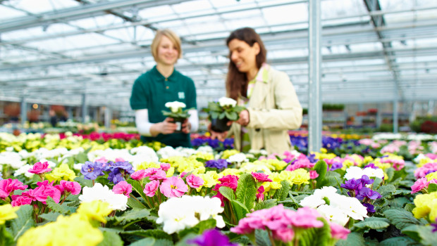 Produktion und Verkauf von Primeln