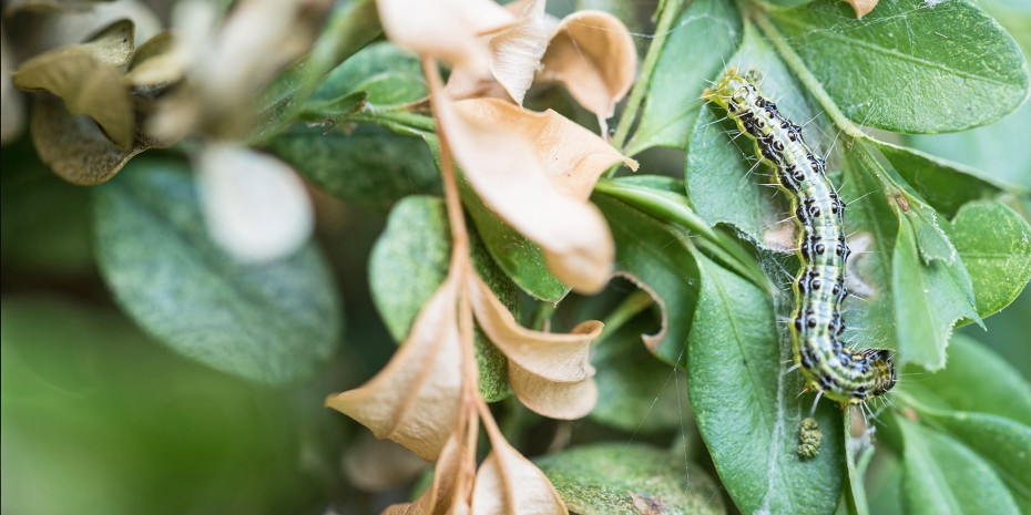 43 Prozent der deutschen Gartenbesitzer nehmen Veränderungen durch den Klimawandel wahr, unter anderem Trockenheit und die Zunahme bekannter Schädlinge. 43 Prozent der deutschen Gartenbesitzer nehmen Veränderungen durch den Klimawandel wahr, unter anderem Trockenheit und die Zunahme bekannter Schädlinge.