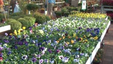 Pflanzenbranche grünte 2005