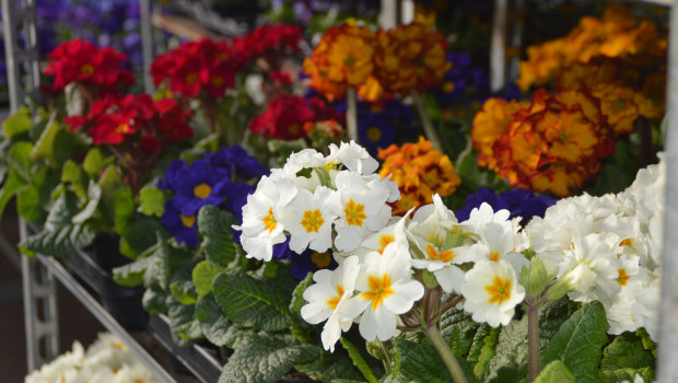 Der Einzelhandel mit Pflanzen und Gartenprodukten hat im Februar real 0,3 Prozent mehr umgesetzt als im Vorjahresmonat.