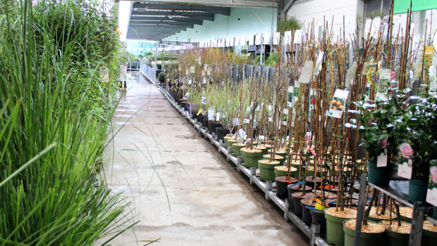 Einen Monat lang werden im Zuge der Winteredition der Landgard-Ordertage in Wiesmoor Neuheiten und Besonderheiten für die Frühjahrssaison 2025 präsentiert.