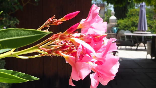 Die Gartenumsätze in Frankreich blieben im Juli deutlich unter dem Niveau des Vorjahres. Die Gartenumsätze in Frankreich blieben im Juli deutlich unter dem Niveau des Vorjahres.