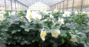 Selecta one erwirbt Helleborus-Programm von Bock Bio Science