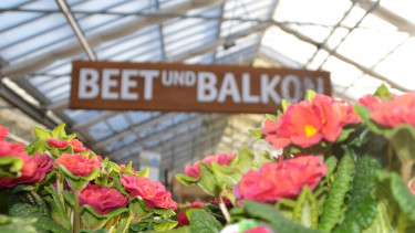 Gesamtmarkt für Blumen und Pflanzen wächst 2018 um ein Prozent