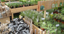 Sagaflor-Gartencenter liegen rund 10 Prozent im Plus