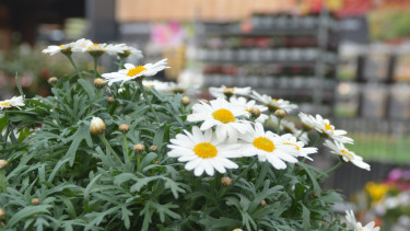 Garten und Heimtier 2025 weiter rückläufig Garten und Heimtier 2025 weiter rückläufig
