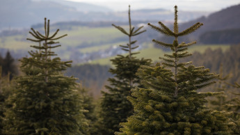 Natürliche Weihnachtsbäume auf der Christmasworld