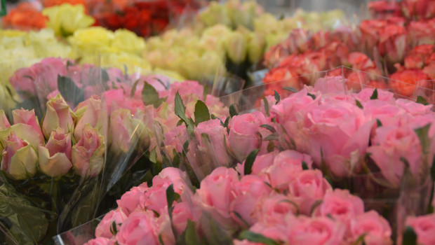 Rosen sind zu Muttertag die Lieblinge des Einzelhandels - dieses Jahr gerne auch nicht nur in Rot. Rosen sind zu Muttertag die Lieblinge des Einzelhandels - dieses Jahr gerne auch nicht nur in Rot.