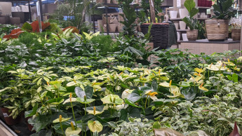 Landgard hat weniger Umsatz mit Blumen und Pflanzen erzielt