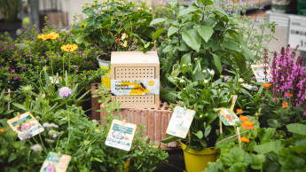 Toom engagiert sich für Insektenschutz