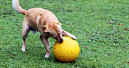 Robuster Spielball für Hunde