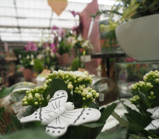 Mit Pflanzen-Kölle stand auch ein Gartencenter auf der Besuchsliste.