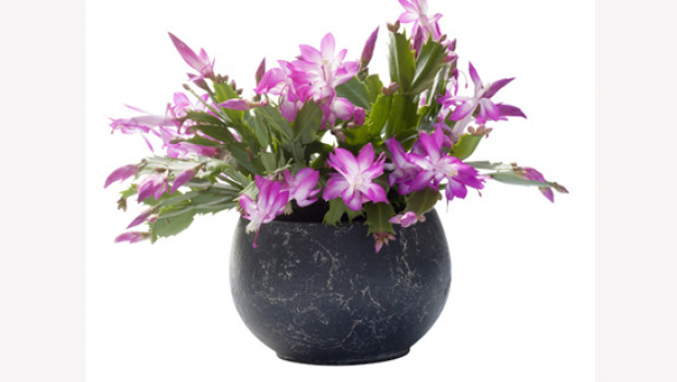 Schlumbergera - Weihnachtskaktus
