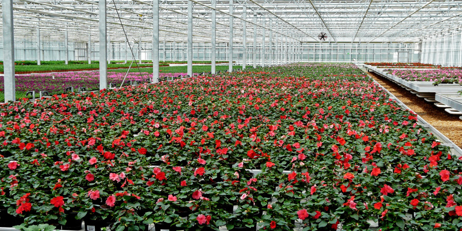 Beet- und Balkonpflanzen