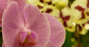 Der Markt für Blumen und Pflanzen hat sich erholt