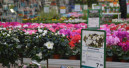 LEH und Floristen gewinnen, DIY und Gartencenter verlieren