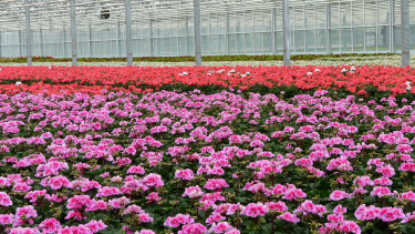 Mehr als ein Drittel für den Export