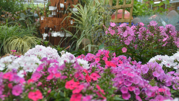 Der Einzelhandel mit Blumen, Pflanzen, Sämereien und Düngemitteln im dritten Quartal 6,7 Prozent weniger umgesetzt als im Vorjahreszeitraum.