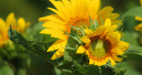 Sommer-Deko für Garten, Terrasse und Balkon