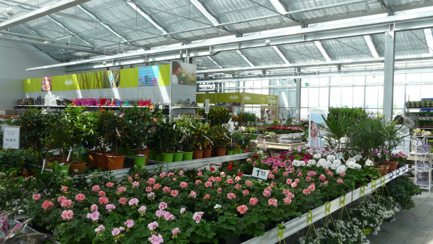 Die Geranie ist in vielen europäischen Ländern für den Gartenhandel die Hauptumsatzträgerin im Bereich Beet und Balkon. Die Geranie ist in vielen europäischen Ländern für den Gartenhandel die Hauptumsatzträgerin im Bereich Beet und Balkon.
