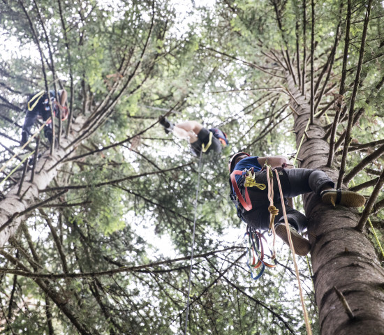 Die Erntehelfer bekommen von Toom und Fair Trees ein professionelles Kletter-Equipment gestellt.