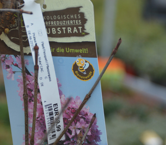 Natürlich ist Bienenfreundlichkeit ein großes Thema in der Baumschule