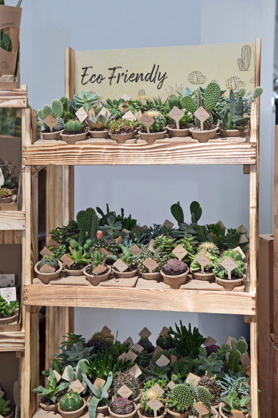 Umweltfreundlich: die Trays und Töpfe der Kakteen sind biologisch abbaubar. Umweltfreundlich: die Trays und Töpfe der Kakteen sind biologisch abbaubar.