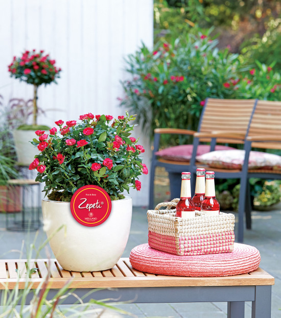 zu Jeddeloh, Zepeti-Rose zu Jeddeloh, Zepeti-Rose