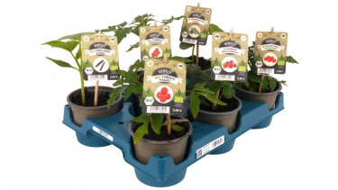 Toom führt Mehrweglösung für Pflanzenpaletten ein
