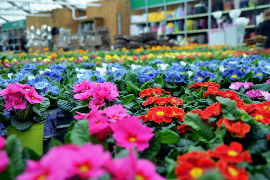 Normalerweise sind Frühblüher zu Jahresbeginn eine Augenweide für die Kunden in den Gartencentern. In diesem Jahr haben sie kaum eine Chance auf Vermarktung. 