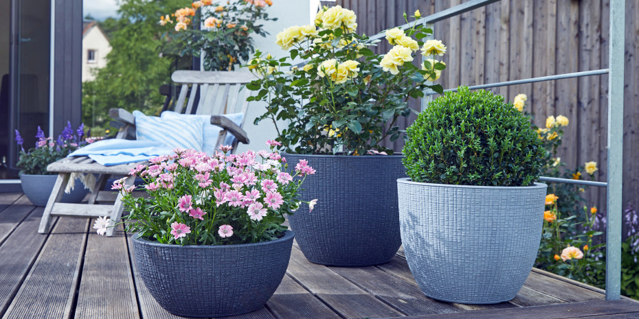 Die Oberflächenstruktur der Barceo-Gefäße erinnert an Baumrinde.&nbsp;