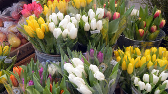 Der Blumenhandel will digitaler werden