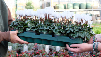 Auch die Ekaflor macht mit Auch die Ekaflor macht mit