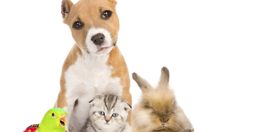 Vor allem Snacks erfreuen sich bei den deutschen Heimtieren steigender Beliebtheit. 