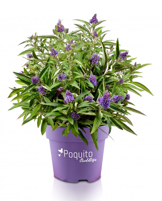zu Jeddeloh, Poquito Buddleja zu Jeddeloh, Poquito Buddleja